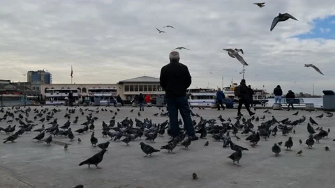 An old man feeding pigeons Stock Footage 210683143