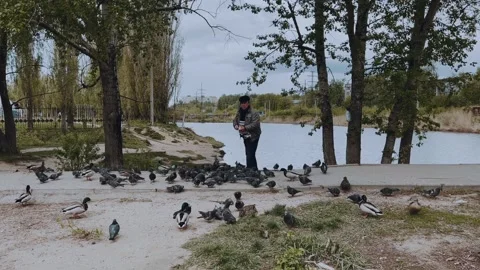 An old man feeds pigeons Stock Footage 195040301