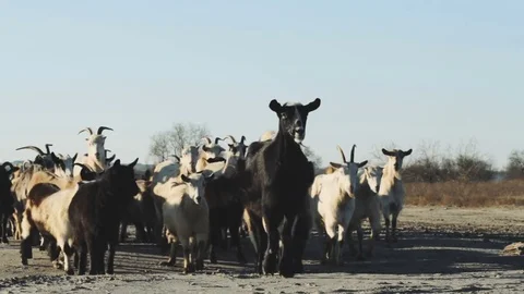 Old man with goats in fields Stock Footage 84971649