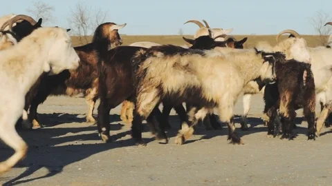 Old man with goats in fields Stock Footage 84971662