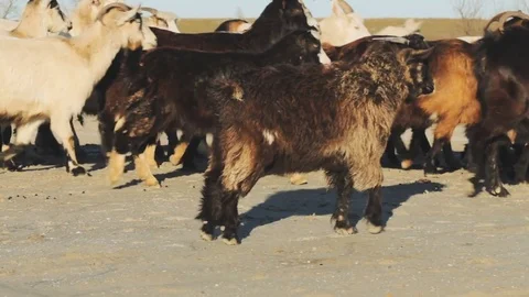 Old man with goats in fields Stock Footage 84971672