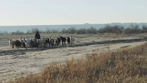Old man with goats in fields Stockbeeldmateriaal 84989896