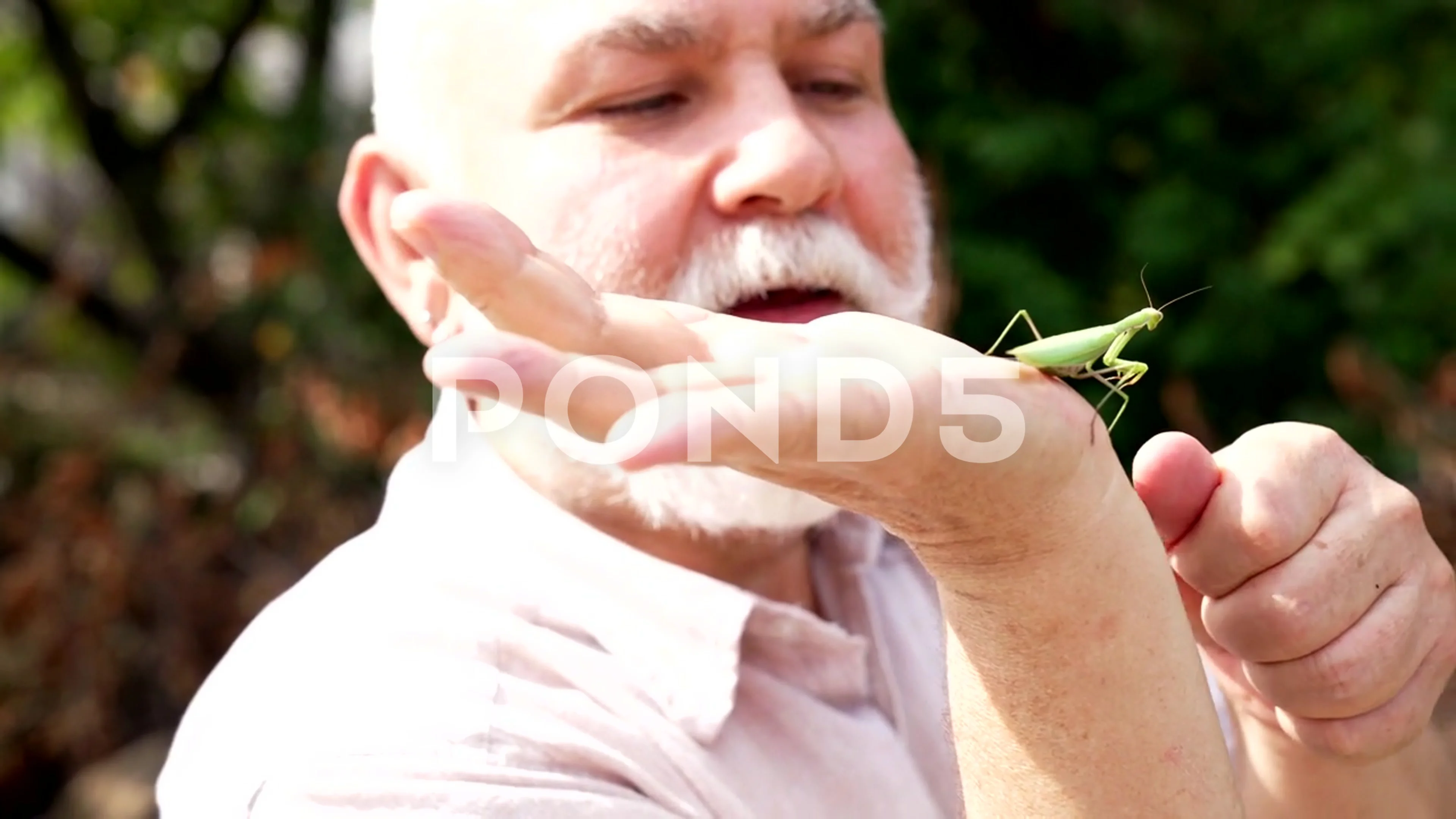 Old man greybeard finger green praying mantis sitting on hand, insect