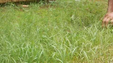 An old man hand is cutting weeds in the garden Stock Footage 331591560