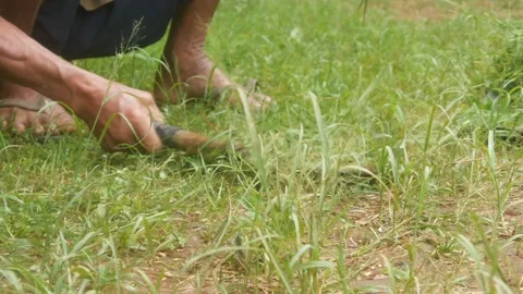 An old man hand is cutting weeds in the garden Stock Footage 331591564