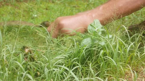 An old man hand is cutting weeds in the garden Stock Footage 331591565