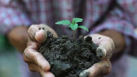 Old man hand holding green plant growing. nature background Stock Footage 80664036