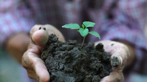 Old man hand holding green plant growing. nature background Stock Footage 80664066