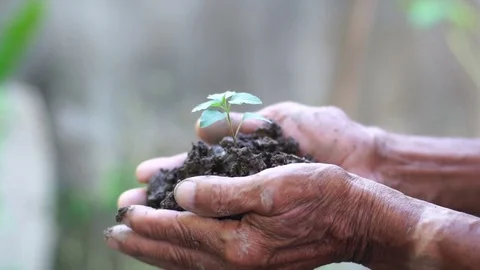 Old man hand holding green plant growing. nature background Stock Footage 80664091