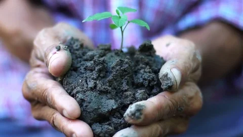 Old man hand holding green plant growing . nature background Stock Footage 80666252