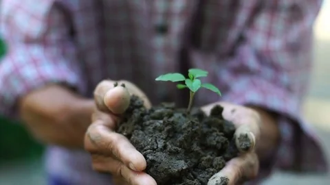 Old man hand holding green plant growing . nature background Stock Footage 80666255