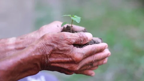 Old man hand holding green plant growing . nature background Stock Footage 80666311