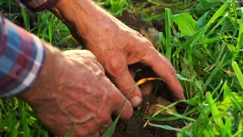 Old man hands dig up and clean potatoes slow motion closeup Video stock 119017273