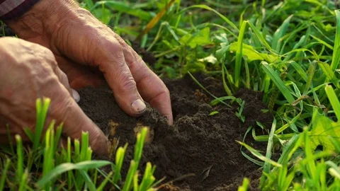 Old man hands pick and clean potato from soil slow motion Stock Footage 119596621