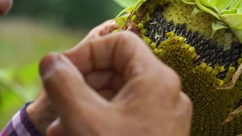 Old man hands pick and taste sunflower seeds slow motion Stock Footage 119917070