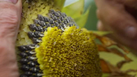 Old man hands pull out sunflower seeds slow motion closeup Stock Footage 118850409