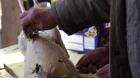 Old man hands removing feathers from a turkey Stock Footage 47212251