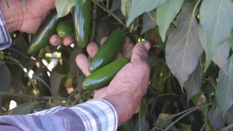 Old man hands searching and harvesting jalapeño peppers Vídeos de archivo 130051650