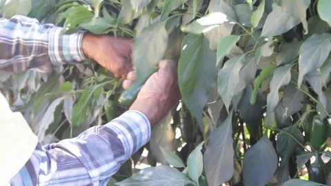 Old man hands searching and harvesting jalapeño peppers - 02 Stock-Footage 130051736
