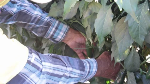 Old man hands searching and harvesting jalapeño peppers - 04 Stock Footage 130052417