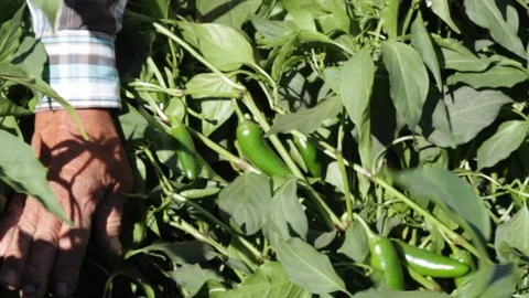 Old man hands searching and checking jalapeno pepper plant 스톡 동영상 130052685