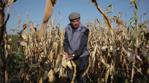 Old man harvesting corn cobs in cornfield  Stock Footage 42132455