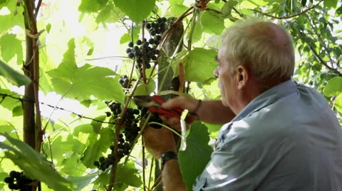 Old man harvesting grape bunches, wine, vineyard, countryside, picking Vídeos de archivo 42192103