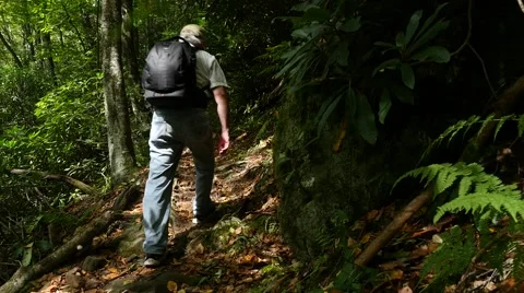 Old Man Hiking Through Forest Alone Stock Footage 42133166