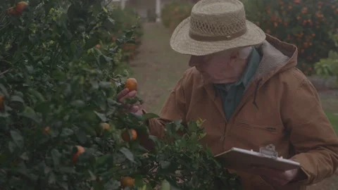 Old Man Looks At Fruit Tree While Holding Clipboard Stock-Footage 270335094