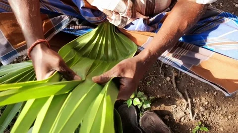 A old man making leaf bowl handcrafts. Stock Footage 244959350