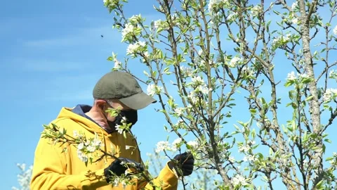Old man in mask views white flowers on blooming apple tree Stock Footage 131493049