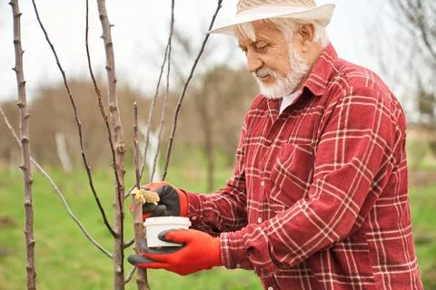 Old man in panama hat greasing trees. Stock Photos