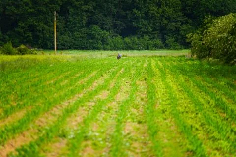 Old man peasant, working cornfield near green forest,  rural village Stock Photos