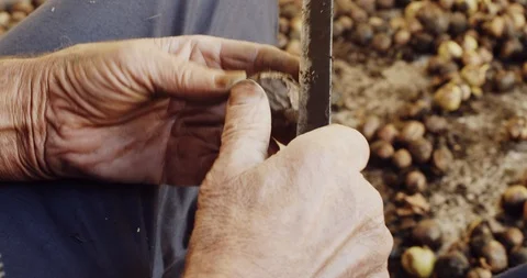 Old Man Peels Walnuts With Knife Stock Footage 125875701