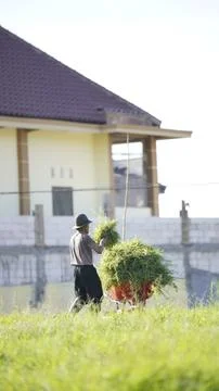 An old man is picking grass Stock Photos