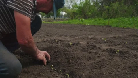 Old man planting seedlings medium close up shot Видео 194421804