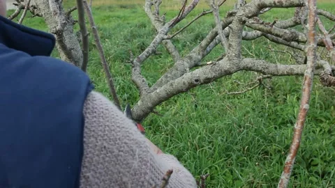 Old man pruning kiwi trees in my garden Stock Footage 236941366
