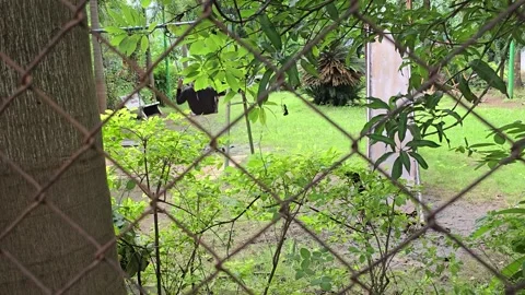 Old Man Relaxing on Swing in Lush Green Garden Behind Fence Stockbeeldmateriaal 303360467