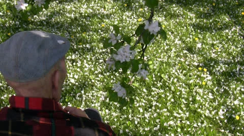 Old man smelling apple tree blossom Stock-Footage 23632921
