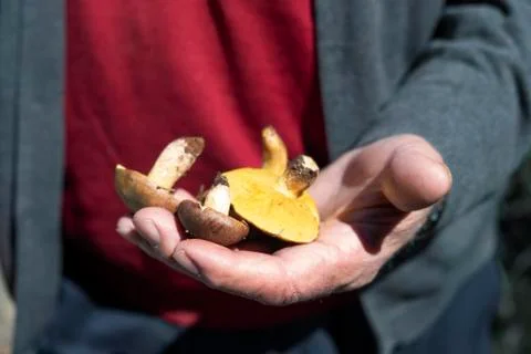 Old man with some yellow knight mushrooms Stock Photos