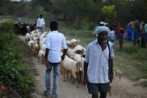 An old man taking flock of sheep back to shepherd's hut Stock Photos