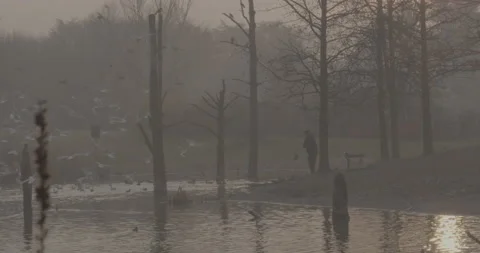 An old man throws food to the ducks in the lake of the city park Video stock 146995494