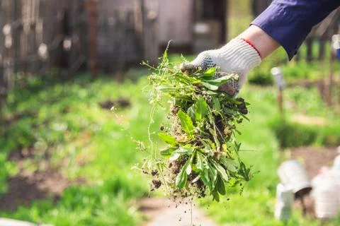 An old man throws out a weed that was harvested from his garden Stock Photos