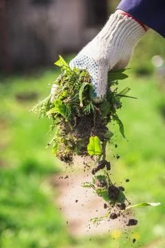 An old man throws out a weed that was harvested from his garden Stock Photos