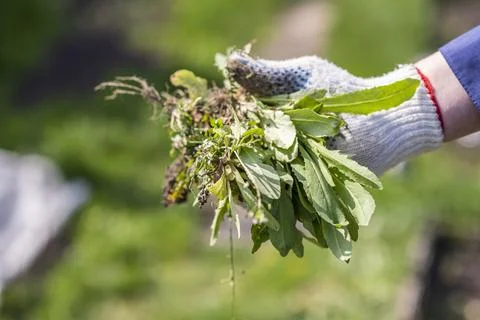 An old man throws out a weed that was harvested from his garden Stock Photos