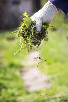 An old man throws out a weed that was harvested from his garden Stock Photos