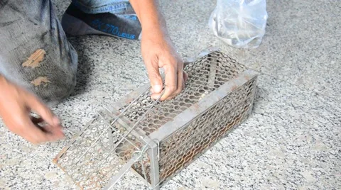 Old man use Mackerel fish for A rat cage trap containing bread as bait Stock Footage 45388207