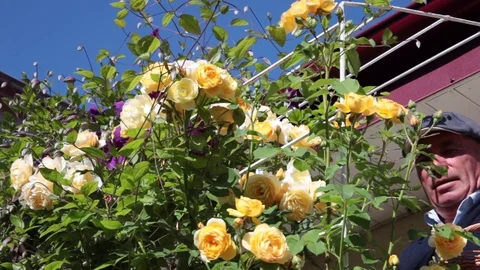 Old man using secateurs to trim yellow rose bushes Stock Footage 77252408