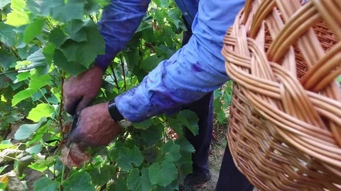 Old man vineyard worker gathering grapes in harvest Stock Footage 70572182