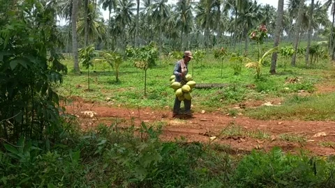 An old man walking and bringing coconut fruits in the forest Video stock 223541730